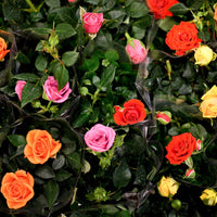Miniature Rose Mixed Colors Flower - for planting in home garden