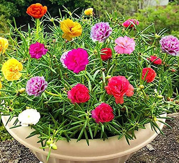 Rose Mixed Colors Flower Seeds for Indoor and Balcony Planting
