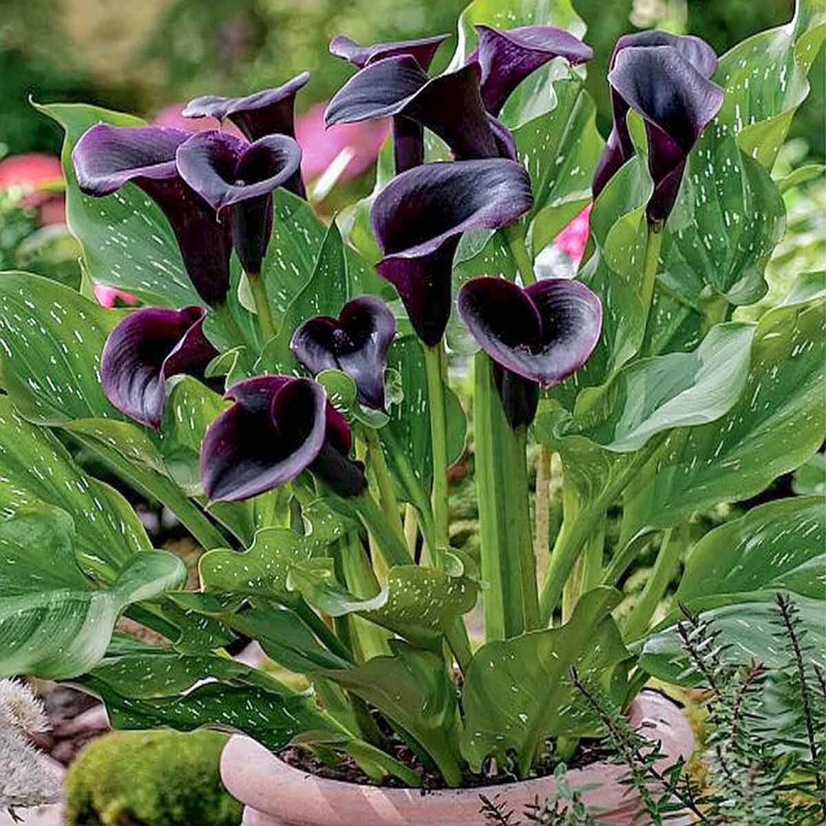 Calla Lily Elegant Perennial Flower - for planting in home garden
