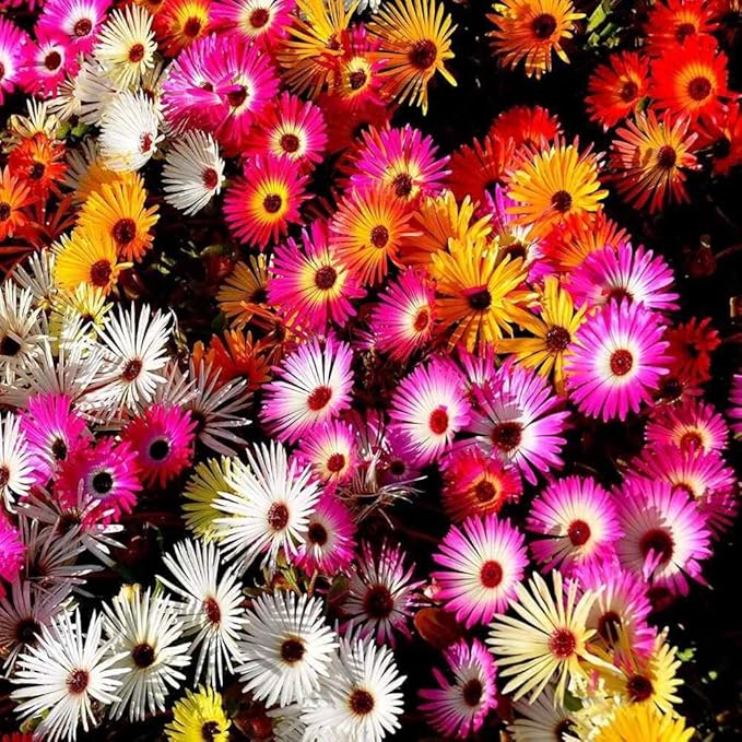 Orange Flora and Daisy Ice Flow Iceplant Flower - for planting in home garden