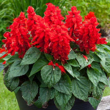 Salvia Splendens Sizzler Salmon flower seeds – bright ornamental bedding