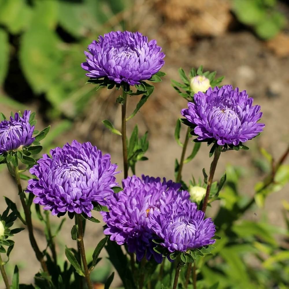 Aster Purple Rainbow Chrysanthemum Perennial Flower Seeds