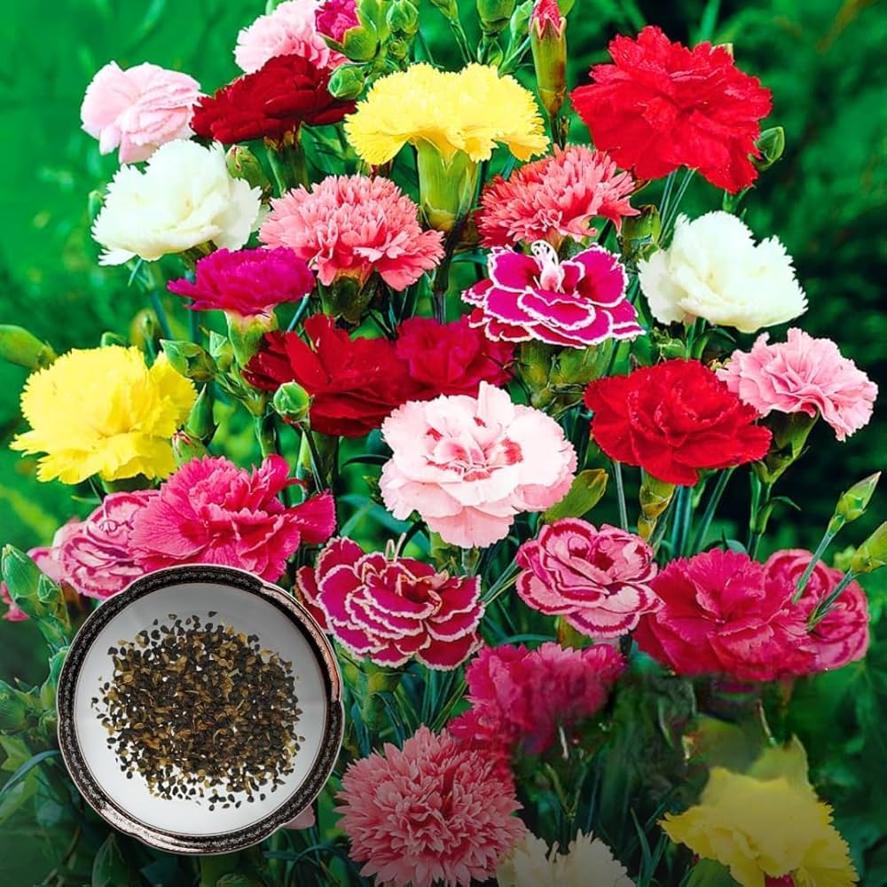 Carnation seeds growing into ruffled, fragrant blooms in pinks, reds, and whites, suitable for bouquets and borders