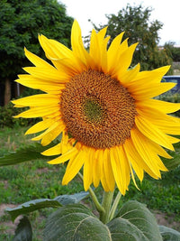 Sunflower- Hisun
