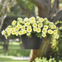 Petunia (flower Petunia hybrida Shock Wave Coconut pelleted) for planting in garden