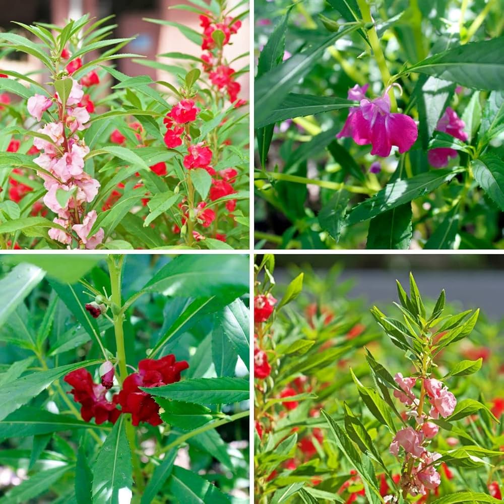 Balsam Tom Thumb Red seeds growing into compact plants with brilliant red, rose-like flowers perfect for beds and pots