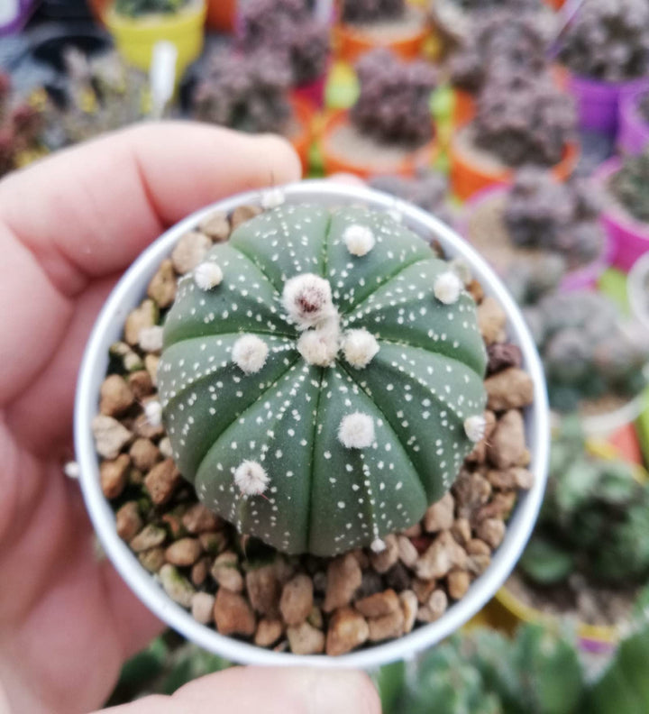 Heirloom Non-GMO Astrophytum Plant Seeds for Planting – Rare Cactus Variety for Decorative Gardens