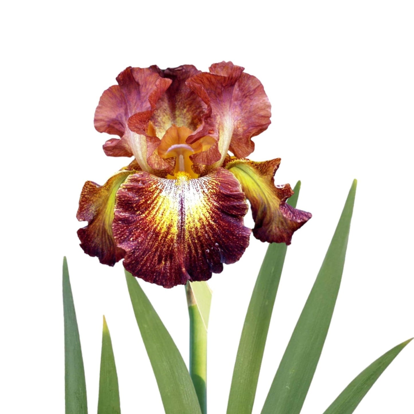 Paprika Fono's Reblooming Bearded Iris Seeds