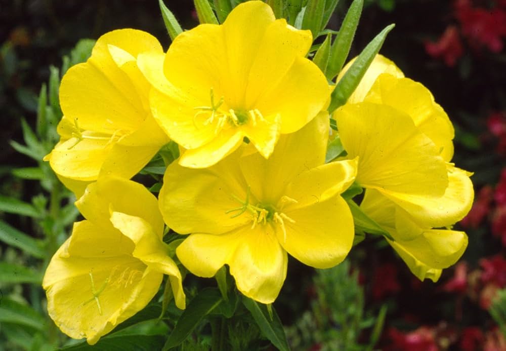 Oenothera Lamarckiana Flower Seeds, Heirloom, Non-GMO Seeds for Planting - Lamarckiana for planting in home garden