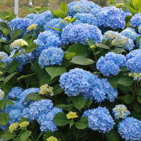 Hydrangea flower Hydrangea macrophylla seeds for planting in garden beds or decorative pots