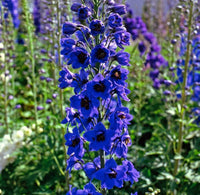Delphinium Sky Blue Mixed Flower Seeds for Garden Planting