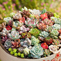 Heirloom Non-GMO Succulent Bonsai Plant Seeds for Planting