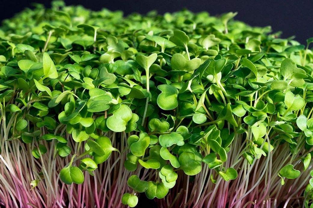 Radish, Hong Vit – Microgreen Seed