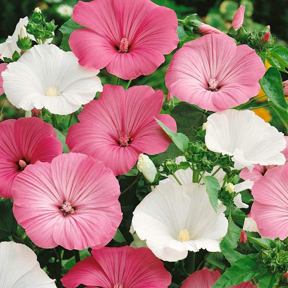 Heirloom Non-GMO Rose Mallow Flower Seeds for Planting