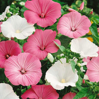 Heirloom Non-GMO Rose Mallow Flower Seeds for Planting - Non-GMO for planting in home garden