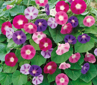 Chinese Morning Glory Colorful Flower - for planting in home garden