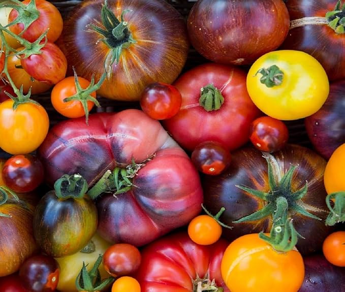 Rainbow Beefsteak Tomato Solanum lycopersicum for planting in home garden