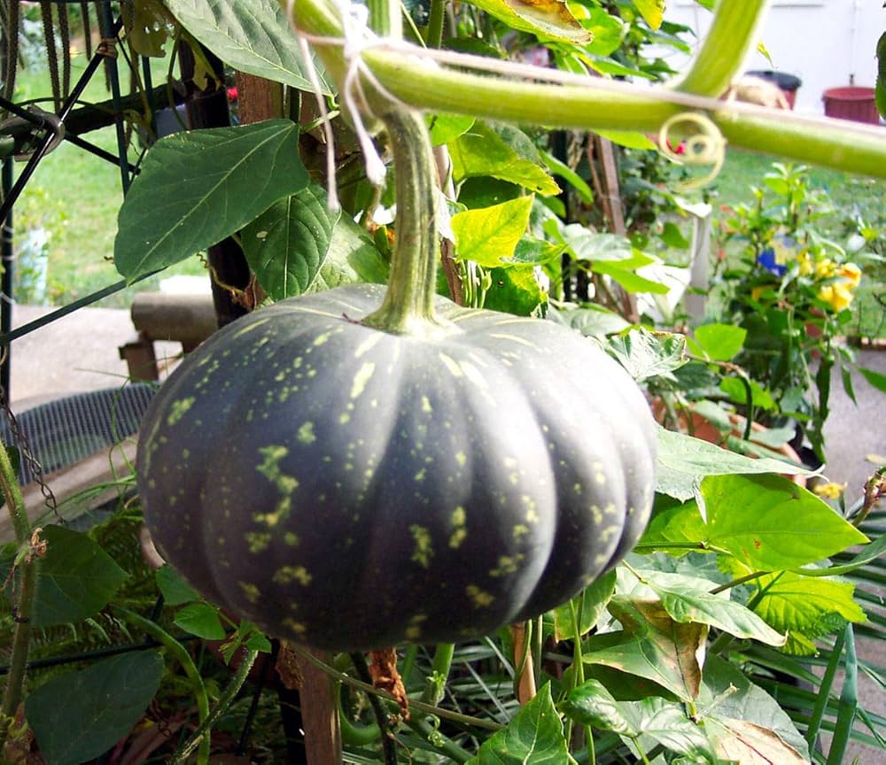 Miniature (pumpkin Cucurbita pepo) for planting in garden
