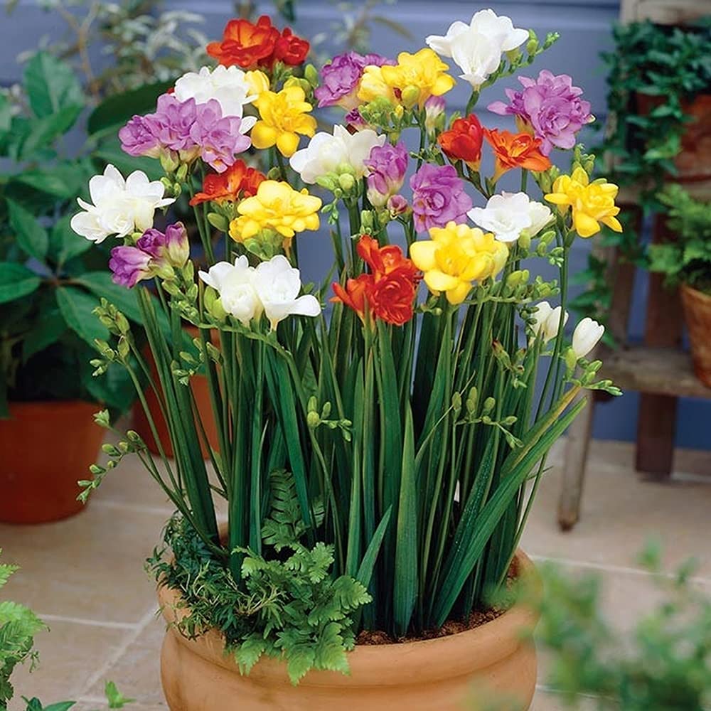 Freesia Bulbs