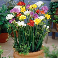 Freesia Bulbs