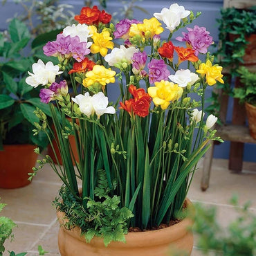 Freesia Bulbs