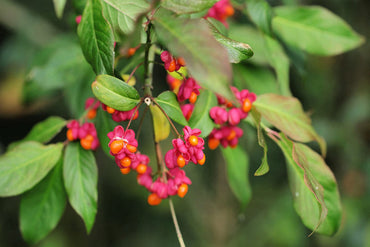 Heirloom Non-GMO Spindle Flower Seeds for Planting – Decorative Ornamental Blooms for Garden Landscapes