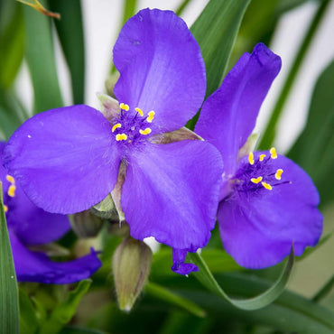 Heirloom Non-GMO Tradescantia Spiderwort Flower Seeds for Planting – Perennial Garden Blooms