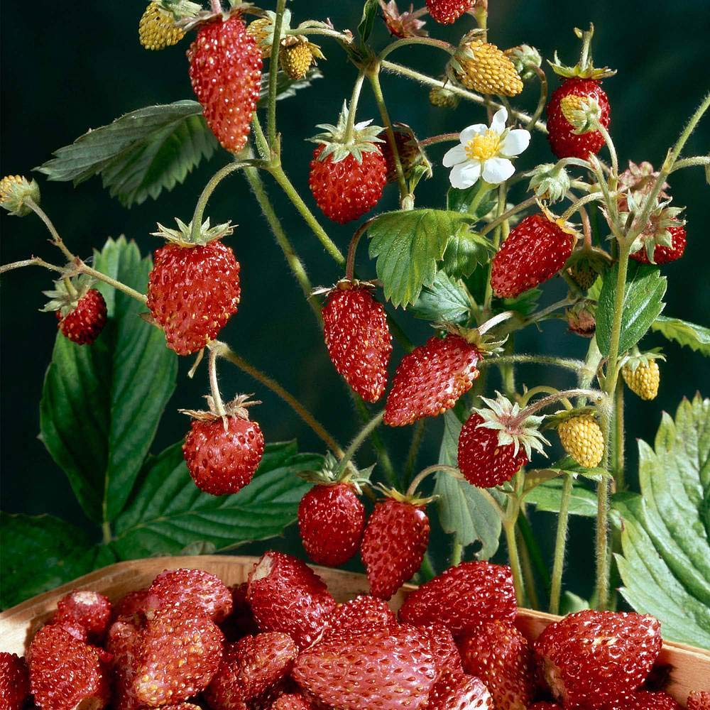 Strawberry- Mignonette Alpine