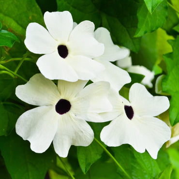 Black Eyed Susan vine seeds – Thunbergia Susie Mix in mixed bright shades