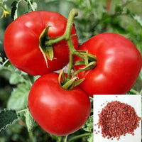 Martha Washington – Organic Tomato Seed