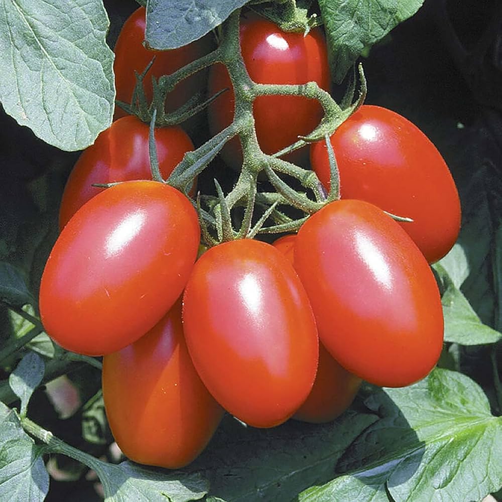 Juliet – Tomato Seed