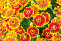 Helenium Flower Seeds Heirloom Non GMO Planting - 100