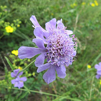 Organic Heirloom Non-GMO Scabious Seeds for Planting – Fresh Vibrant Garden Blooms