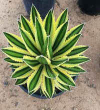 Agave Lophantha plant grown from seeds with spiky green leaves and yellow edging