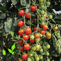 Sweetie Cherry Tomato Red Tomato Plant Seeds