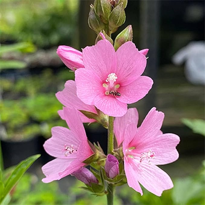 Pink Checkerbloom Flower Seeds for Colorful Gardens - 100 pcs