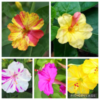 Four o'clock flower Mirabilis jalapa mixed seeds for planting in home garden beds or balcony planters
