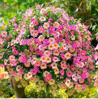 Petunia (flower Petunia hybrida Ramblin Red trailing) for planting in garden