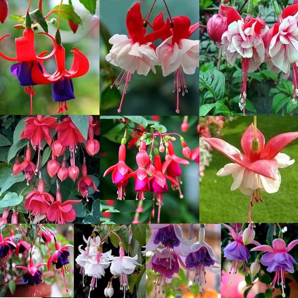 Japanese Fuchsia Spectabilis Hanging Flower - for planting in home garden