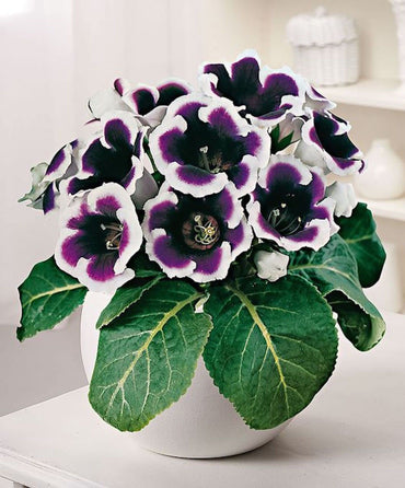 Gloxinia Sinningia Beautiful Potted Flower Seeds