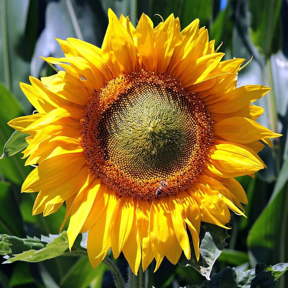 Double Petal Sunflower Seeds