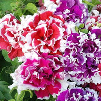 Double Petal Petunia Perennial Flower - for planting in home garden