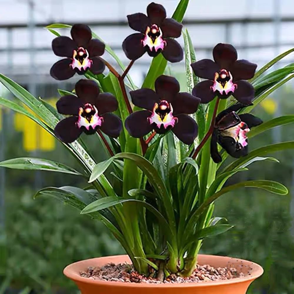 Chinese Cymbidium Orchid Elegant Indoor Flower Seeds