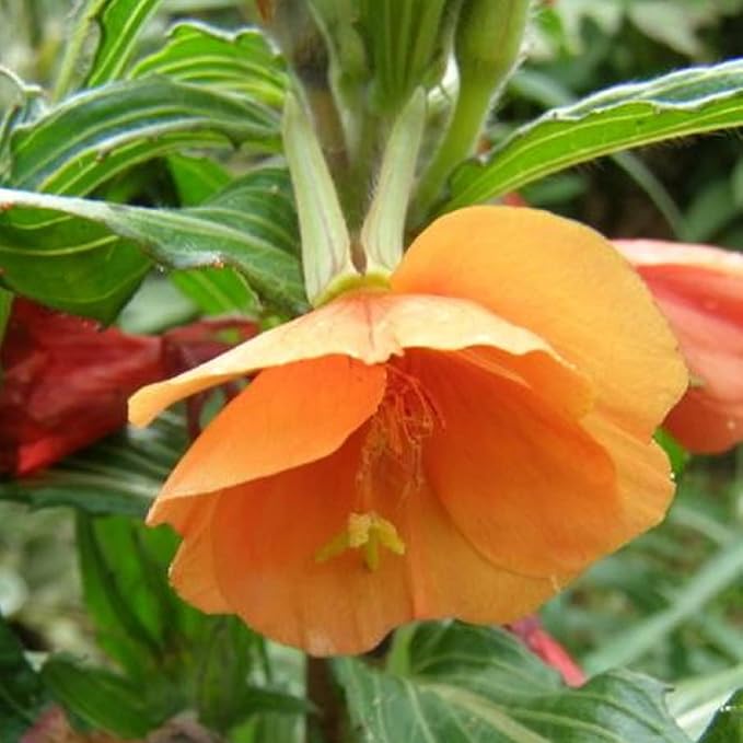 Organic Heirloom Non-GMO Orange Evening Primrose Seeds for Planting – Fragrant Blooms