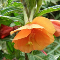 Organic Heirloom Non-GMO Orange Evening Primrose Seeds for Planting – Fragrant Blooms