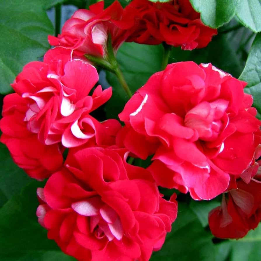 Impatiens (Double Royal Flush Red Picotee flower) for planting in garden