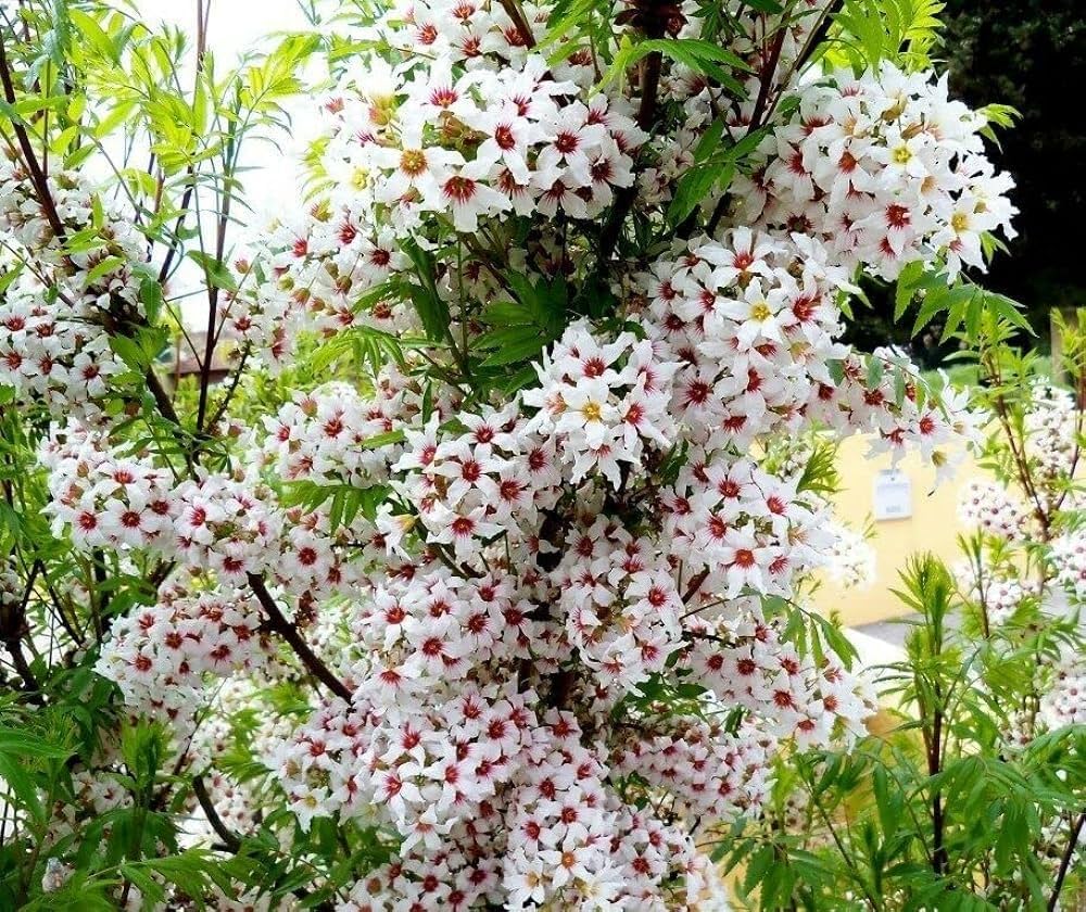 Heirloom Non-GMO Xanthoceras Sorbifolium Flower Seeds for Planting – Rare Ornamental Tree Seeds