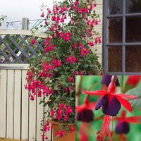 Japanese Fuchsia Spectabilis Hanging Flower Seeds for Balcony and Garden Planting