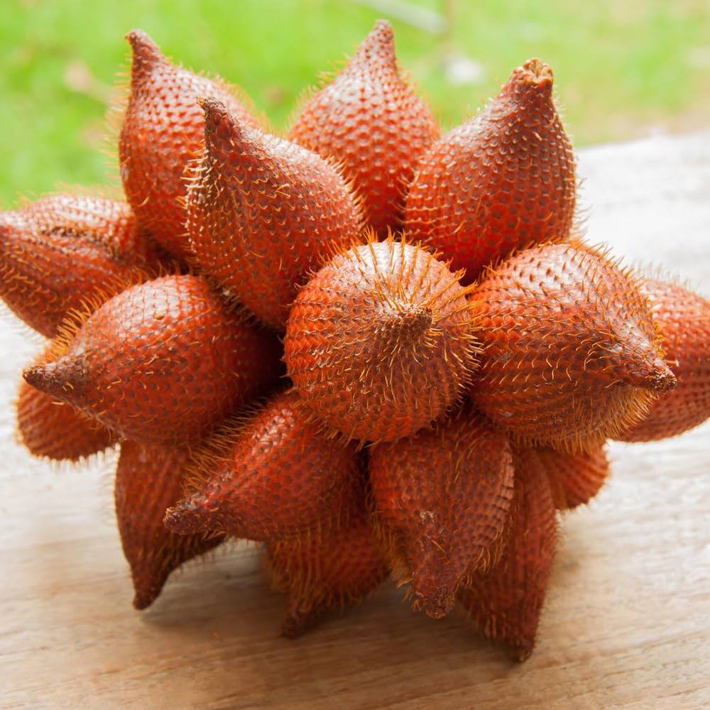 Salak snake Fruit Seeds