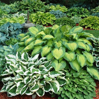 Blue Streak Hosta Mixture